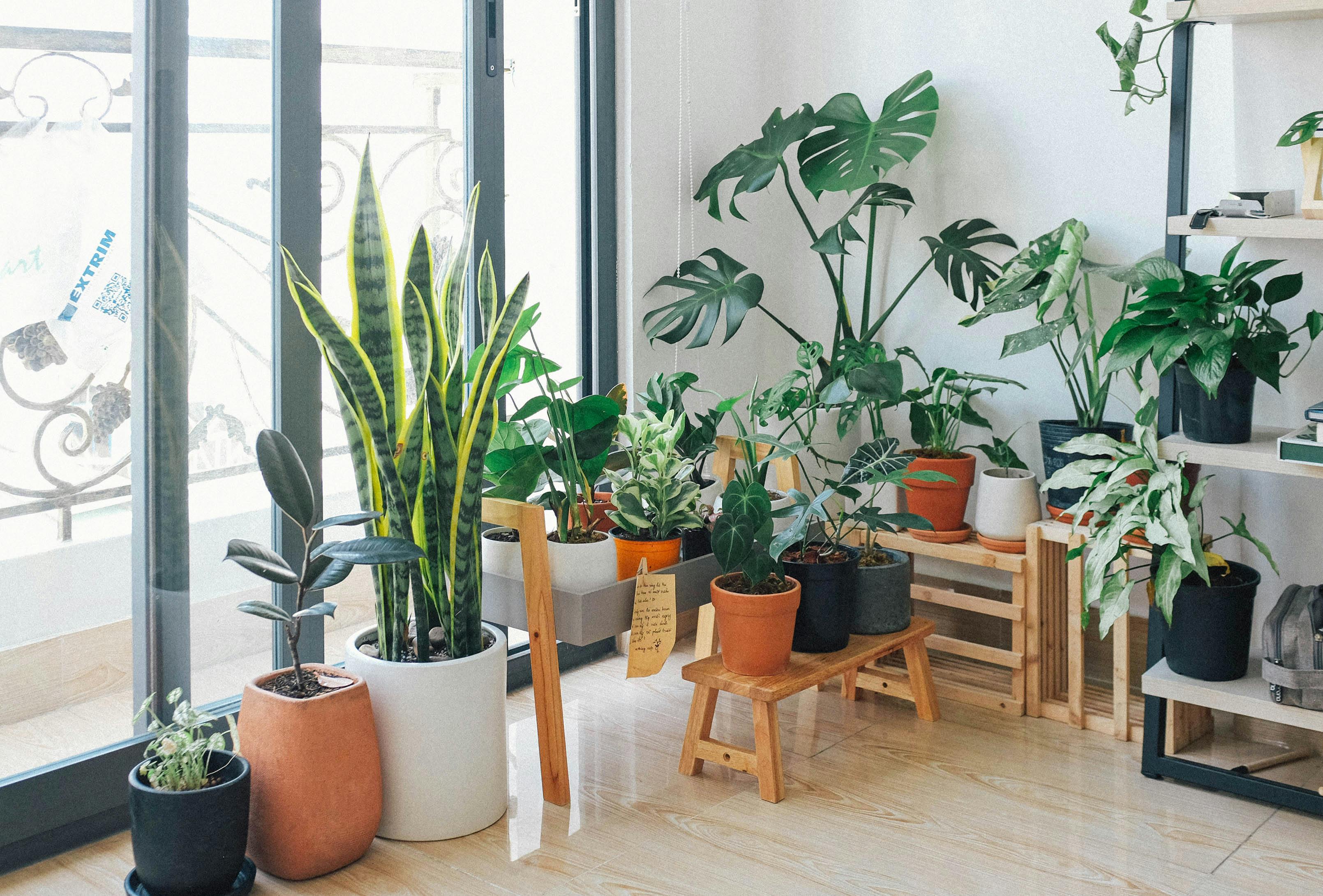 Indoor plants arranged in living area